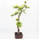Pokojová bonsai - Duranta erecta Aurea - 2/6