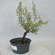 Venkovní bonsai - Saturejka horská - Satureja montana - 2/5