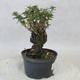 Venkovní bonsai - Saturejka horská - Satureja montana - 2/6