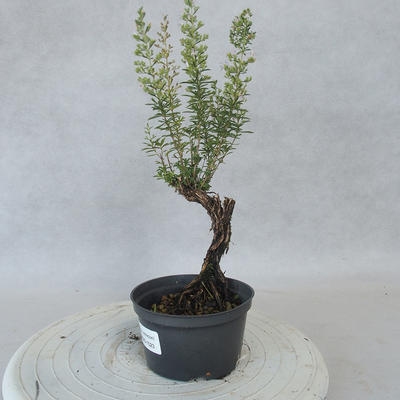Venkovní bonsai - Saturejka horská - Satureja montana - 2