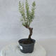 Venkovní bonsai - Saturejka horská - Satureja montana - 2/6