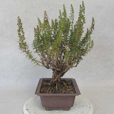 Vonkajšie bonsai - Saturejka horská - Satureja montana - 2