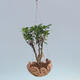 Kokedama v keramice - malolistý ficus - Ficus kimmen - 2/2