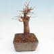 Venkovní bonsai - Javor Buergerianum - Javor Burgerův - 2/5