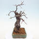Venkovní  bonsai -  Pseudocydonia sinensis - Kdouloň čínská - 2/7
