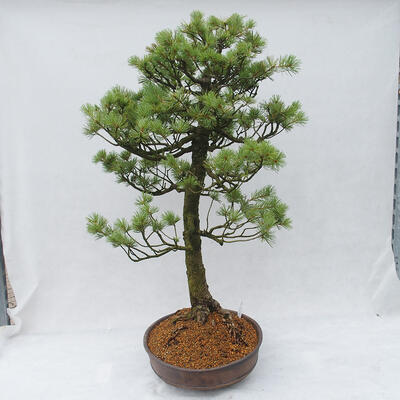 Venkovní bonsai - Pinus parviflora - Borovice drobnokvětá - 2