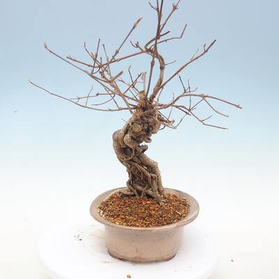 Venkovní bonsai - krásnoplodka Callicarpa - 2