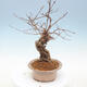 Venkovní bonsai - krásnoplodka Callicarpa - 2/6