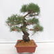 Venkovní bonsai - Pinus thunbergii - Borovice thunbergova - 2/5