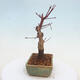 Venkovní bonsai - Javor palmatum DESHOJO - Javor dlanitolistý - 2/6