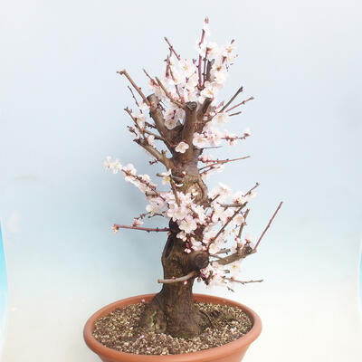 Venkovní bonsai -Japonská meruňka - Prunus Mume - 2