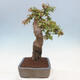 Venkovní bonsai - Acer Buergerianum - Javor Burgerův - 2/4