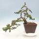 Venkovní bonsai - Pinus mugo   - Borovice kleč - 2/5