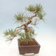 Venkovní bonsai - Pinus sylvestris Watereri  - Borovice lesní - 2/4