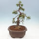Venkovní bonsai - Pinus mugo   - Borovice kleč - 2/4