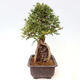 Venkovní bonsai - Zelkova - Zelkova NIRE - 2/6
