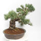 Vonkajšie bonsai - Pinus parviflora - borovica drobnokvetá - 2/4