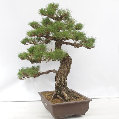 Venkovní bonsai - Pinus thunbergii - Borovice thunbergova - 2