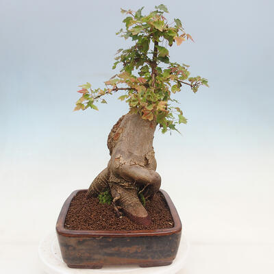 Venkovní bonsai - Acer Buergerianum - Javor Burgerův - 2