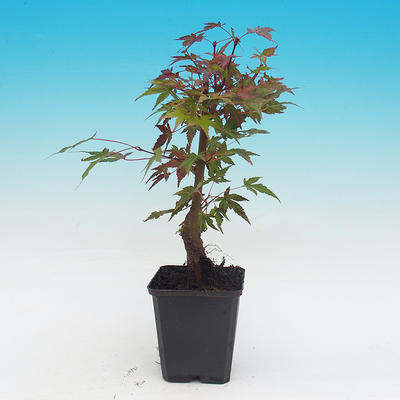 Venkovní bonsai - Javor dlanitolistý acer palmatum BENI THUNASA - 2