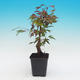 Venkovní bonsai - Javor dlanitolistý acer palmatum BENI THUNASA - 2/2