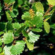 Venkovní bonsai - bříza trpasličí - Betula NANA VB2020-530 - 2/2