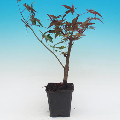 Venkovní bonsai - Javor dlanitolistý acer palmatum Deshojo - 2