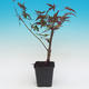 Venkovní bonsai - Javor dlanitolistý acer palmatum Deshojo - 2/2