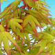 Venkovní bonsai - Javor dlanitolistý zlatý - 2/2
