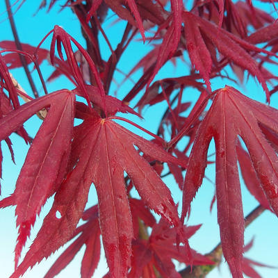 Venkovní bonsai -Javor dlanitolistý červený - 2