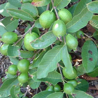 Guava PB216667 - 2