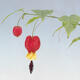 Pokojová bonsai - Malvaviscus arboreus - ibiškovec dřevnatý PB2410006 - 2/3