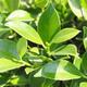 Pokojová bonsai - Ficus retusa -  malolistý fíkus - 2/2