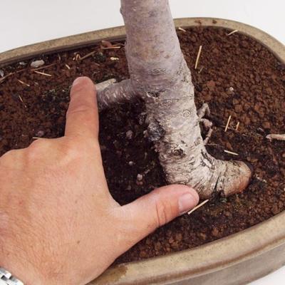 Venkovní bonsai -Maloplodá jabloň VB50100 - 2