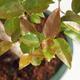 Pokojová bonsai -Australská třešeň PB216785 - 2/4