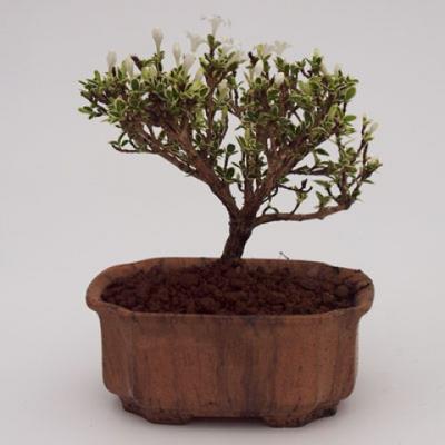 Pokojová bonsai - strom tisíce hvězd -PB215405 - 2