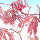 Venkovní bonsai - Javor palmatum Trompenburg - Javor  dlanitolistý červený - 2/3