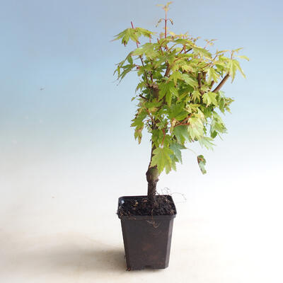 Venkovní bonsai-Acer palmatum Koto Maru - 2