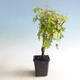 Venkovní bonsai-Acer palmatum Koto Maru - 2/4
