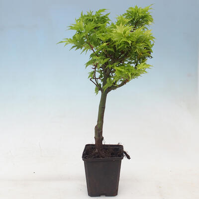 Javor dlanitolistý - Acer palmatum Shishigashira 1 ks - 2