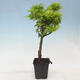 Javor dlanitolistý - Acer palmatum Shishigashira 1 ks - 2/5