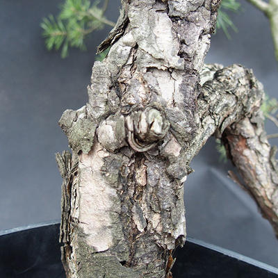 Borovoce lesní - Pinus sylvestris  KA-07 - 2