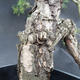 Borovoce lesní - Pinus sylvestris  KA-07 - 2/6