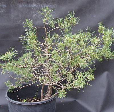 Borovoce lesní - Pinus sylvestris  KA-08 - 2