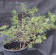 Borovoce lesní - Pinus sylvestris  KA-08 - 2/6