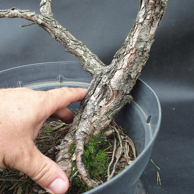 Borovoce lesní - Pinus sylvestris  KA-09 - 2