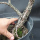 Borovoce lesní - Pinus sylvestris  KA-09 - 2/4