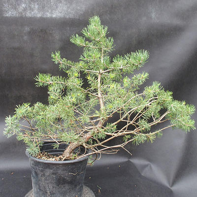 Borovoce lesní - Pinus sylvestris  KA-11 - 2