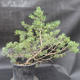 Borovoce lesní - Pinus sylvestris  KA-11 - 2/5