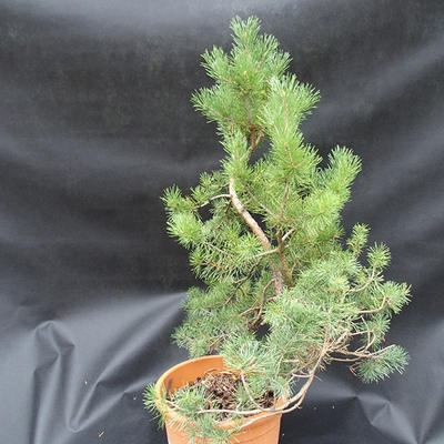Borovoce lesní - Pinus sylvestris  KA-12 - 2